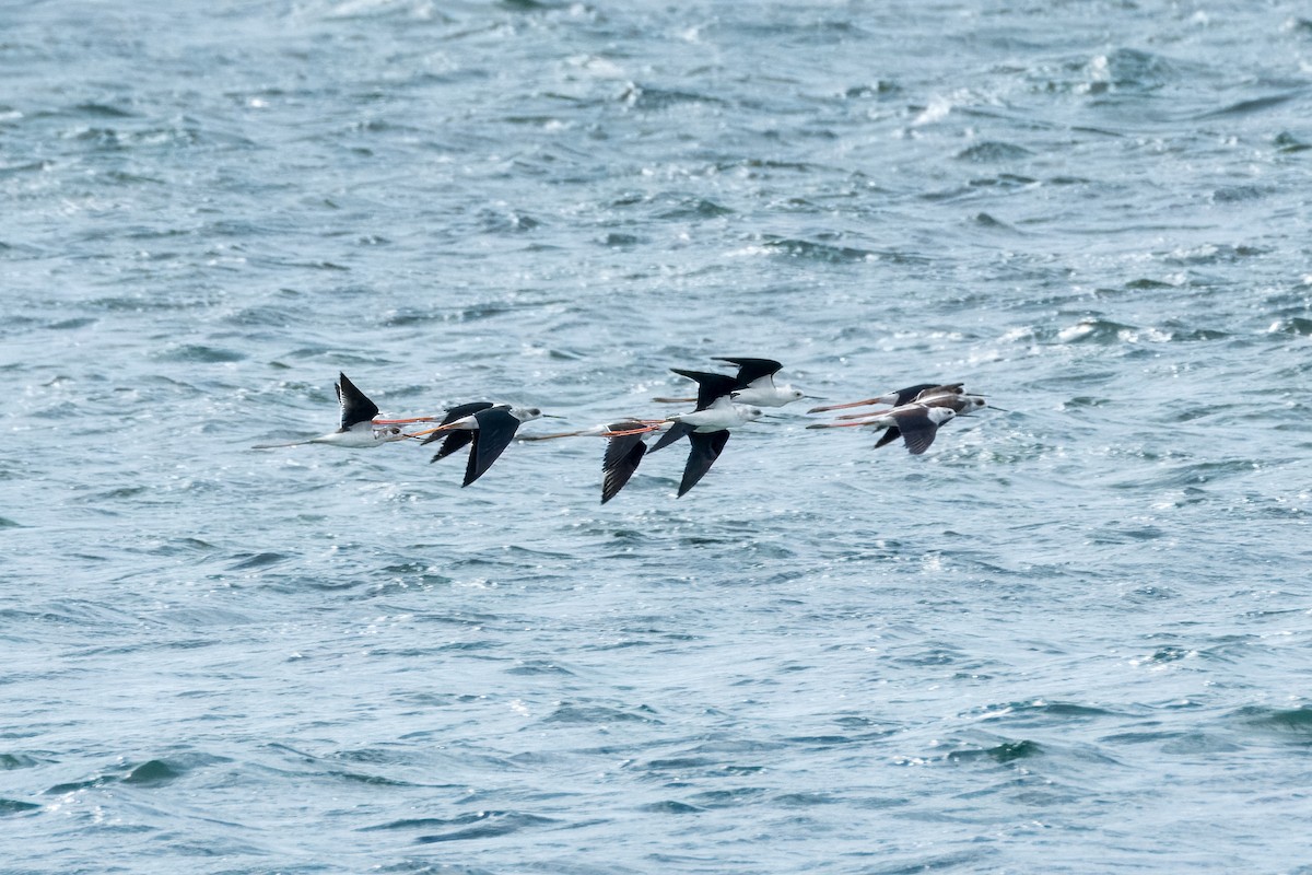 Black-winged Stilt - ML645372966
