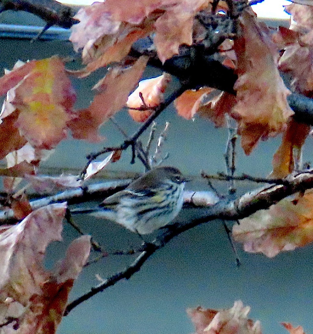 Yellow-rumped Warbler - ML645372970