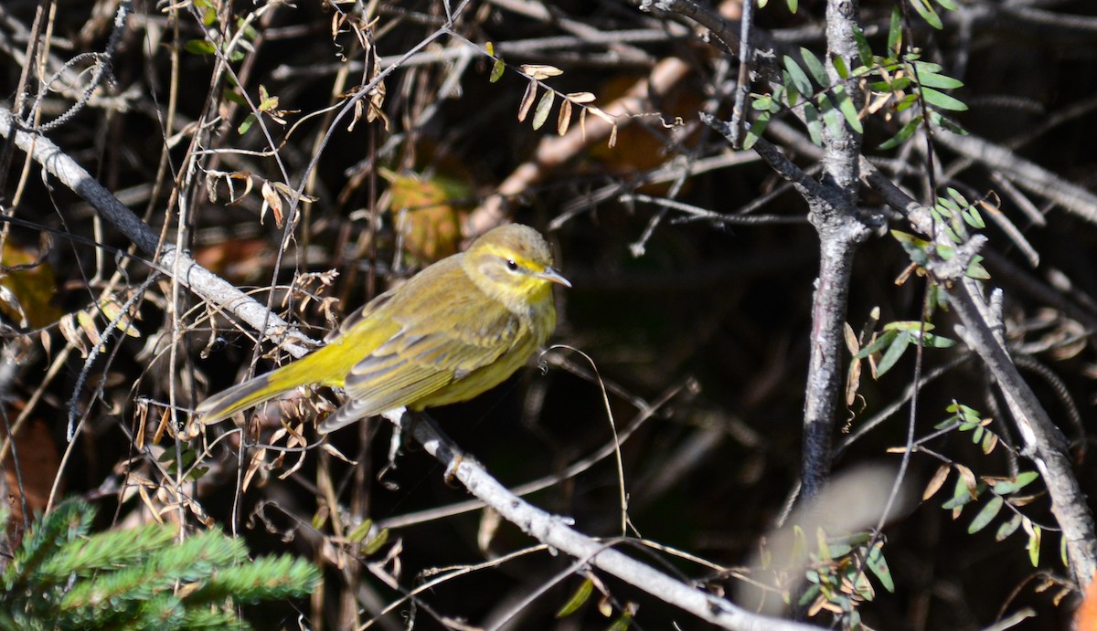 Palm Warbler - ML645372971