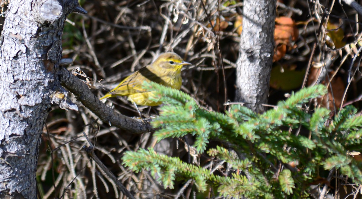 Palm Warbler - ML645372972
