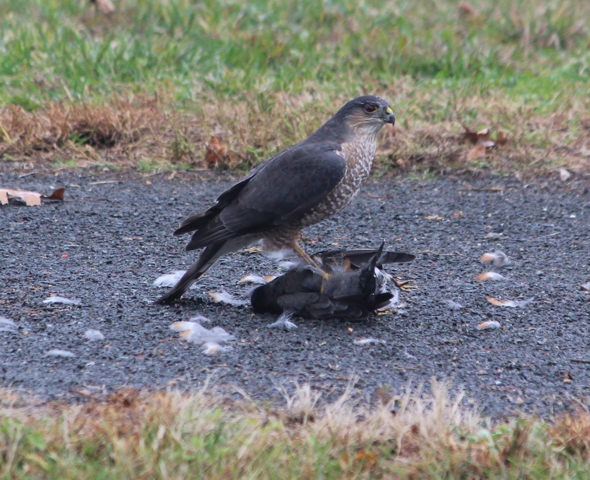 Sharp-shinned Hawk - ML645372977