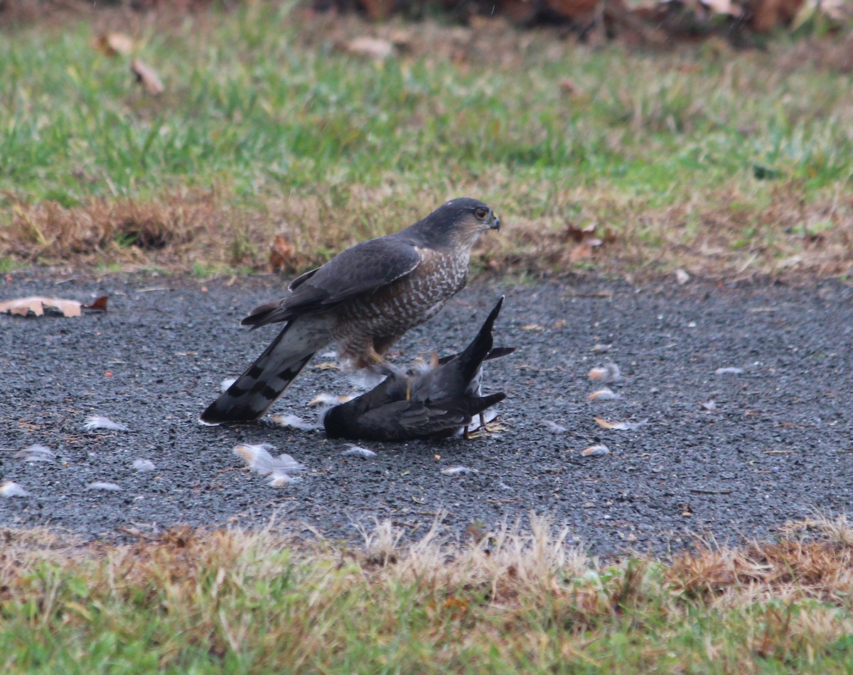 Sharp-shinned Hawk - ML645372978