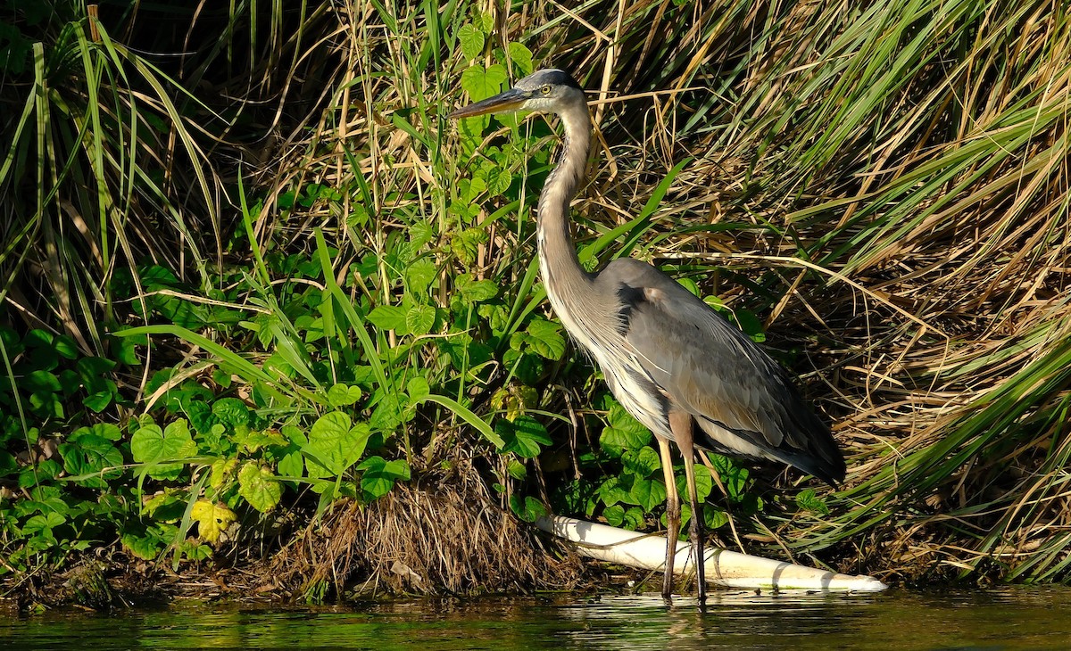 Great Blue Heron - ML645372980