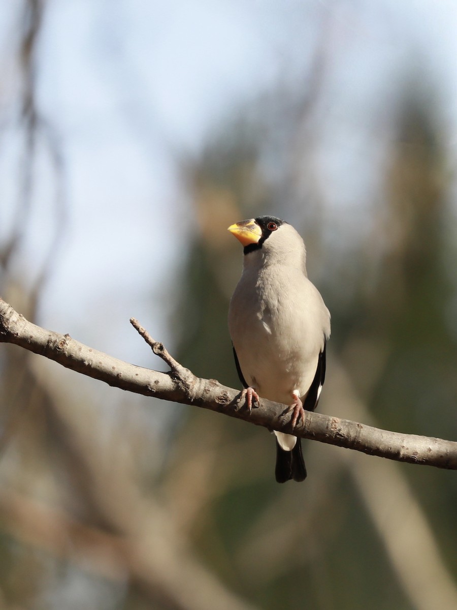 Japanese Grosbeak - ML645372982