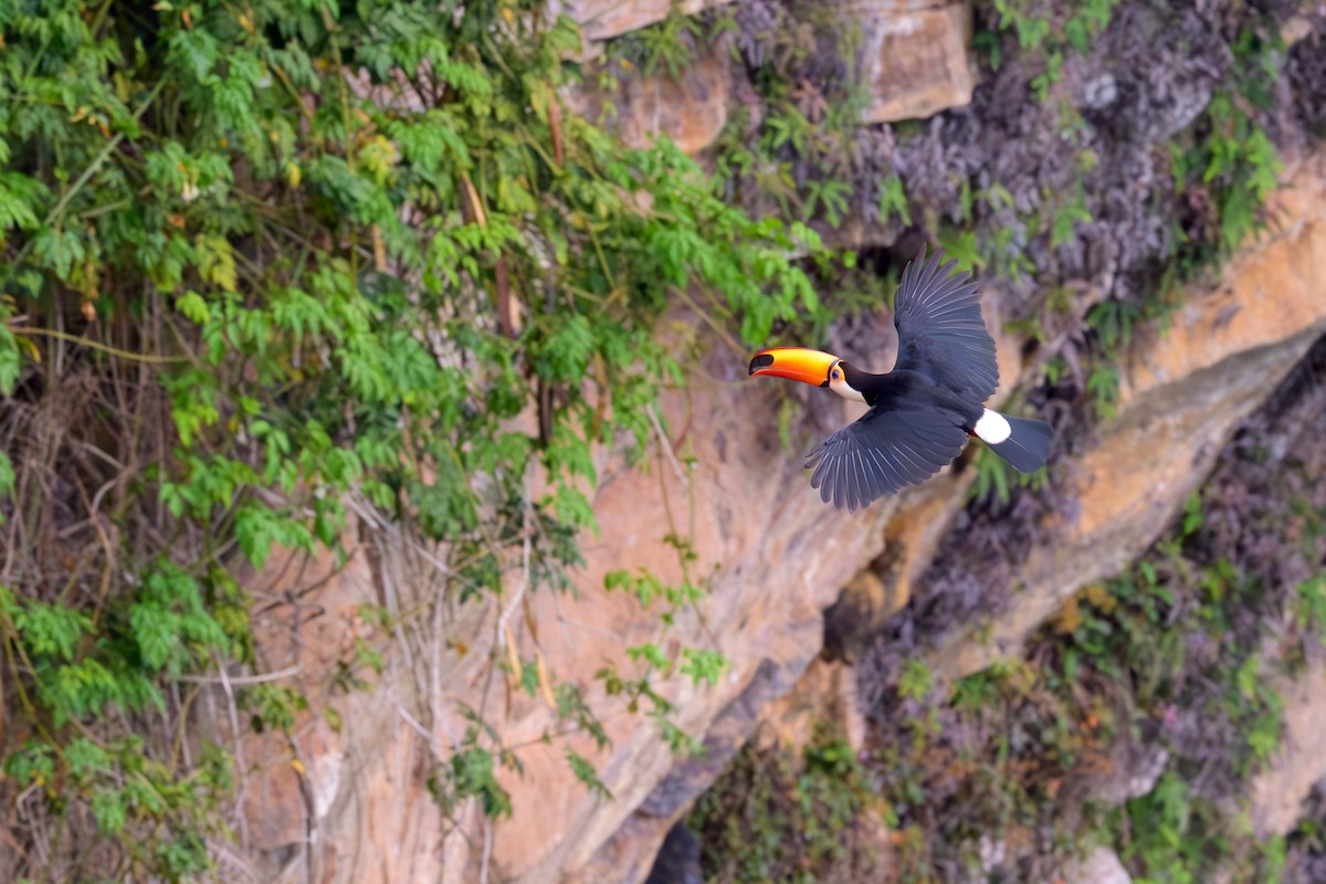 Toco Toucan - ML645372983