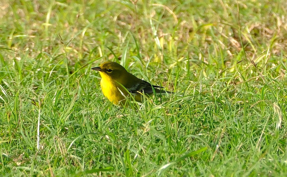 Pine Warbler - ML645372986