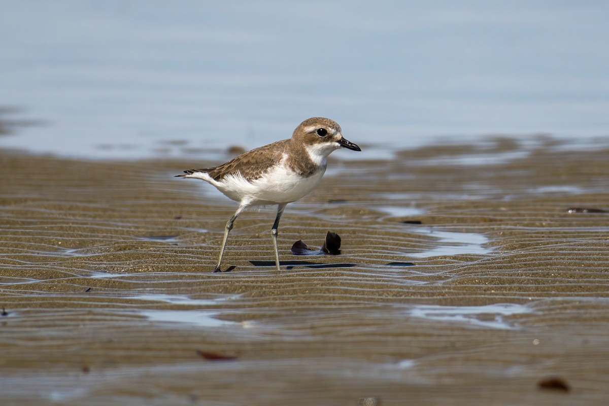 Tibetan Sand-Plover - ML645372987