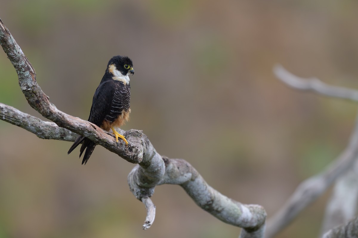 Bat Falcon - ML645372991