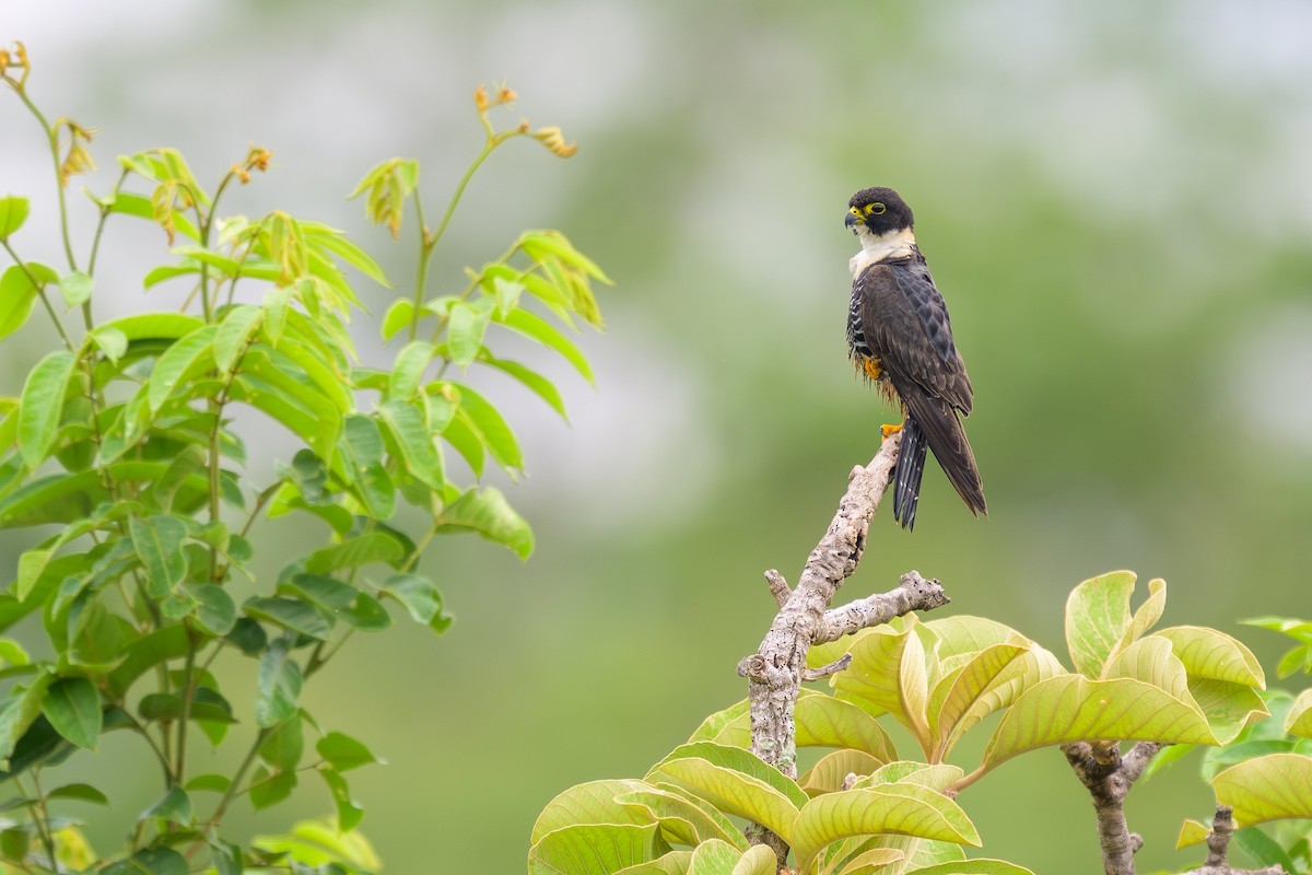 Bat Falcon - ML645372992