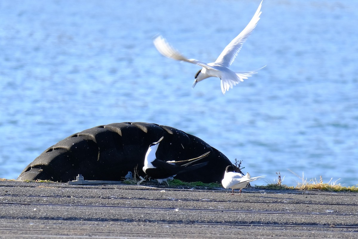 Sooty Tern - ML645372993
