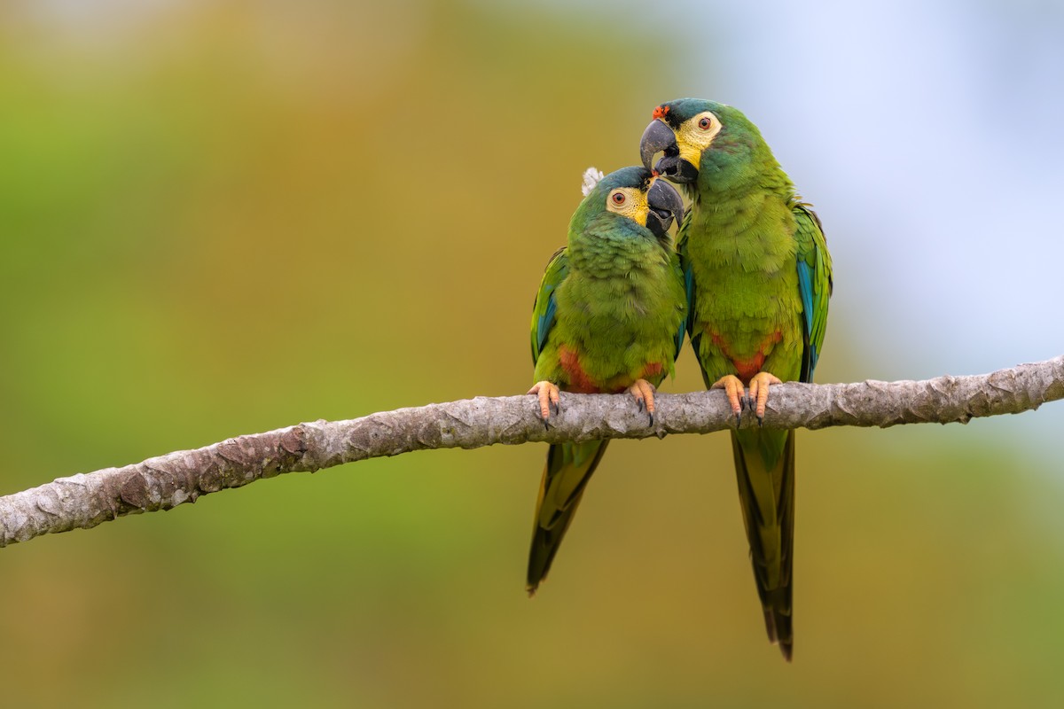 Blue-winged Macaw - ML645372995