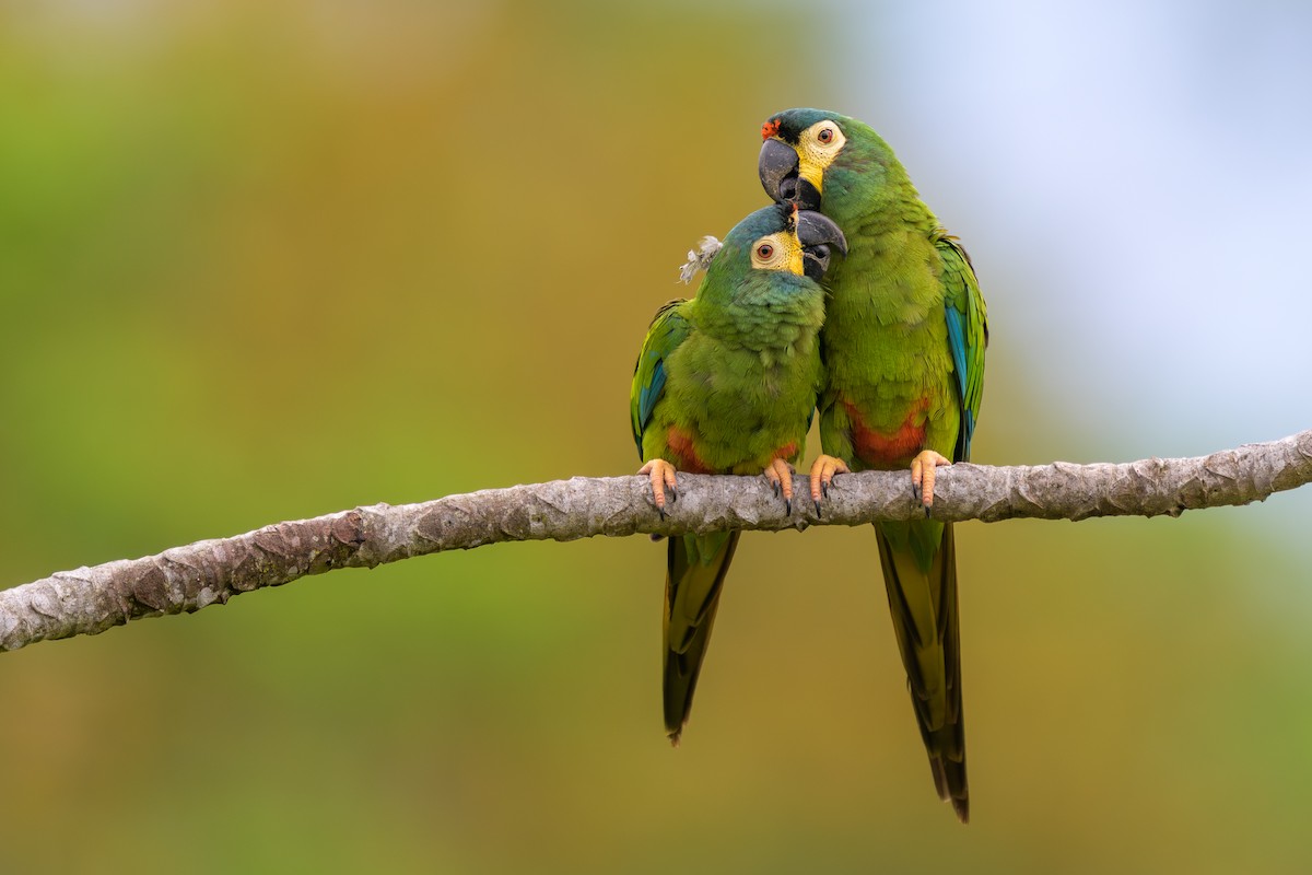 Blue-winged Macaw - ML645372996