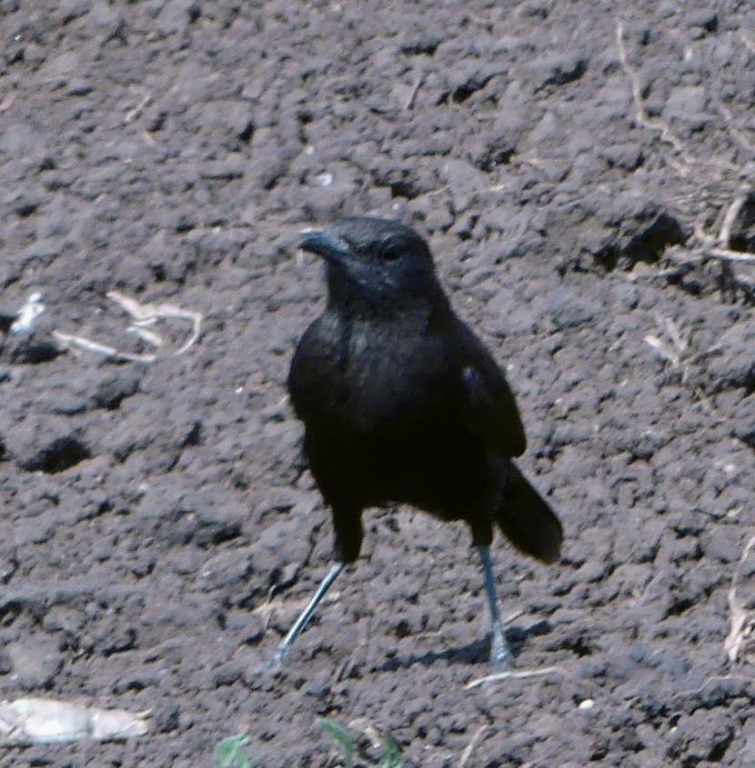 Northern Anteater-Chat - ML645372998