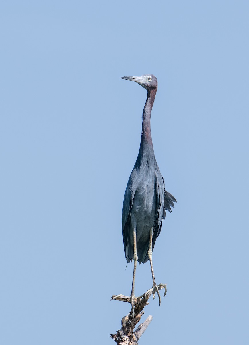 Little Blue Heron - ML645373001
