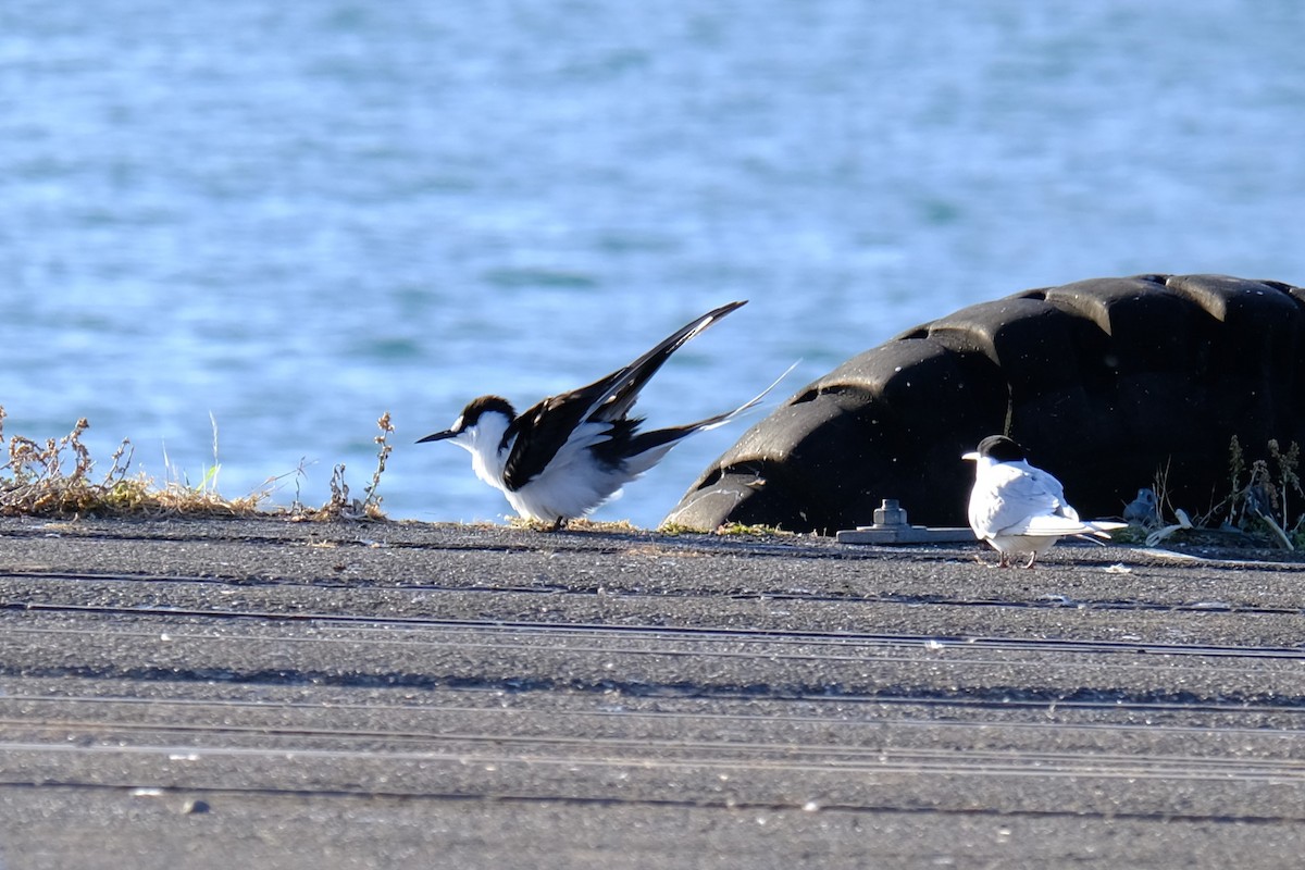Sooty Tern - ML645373002