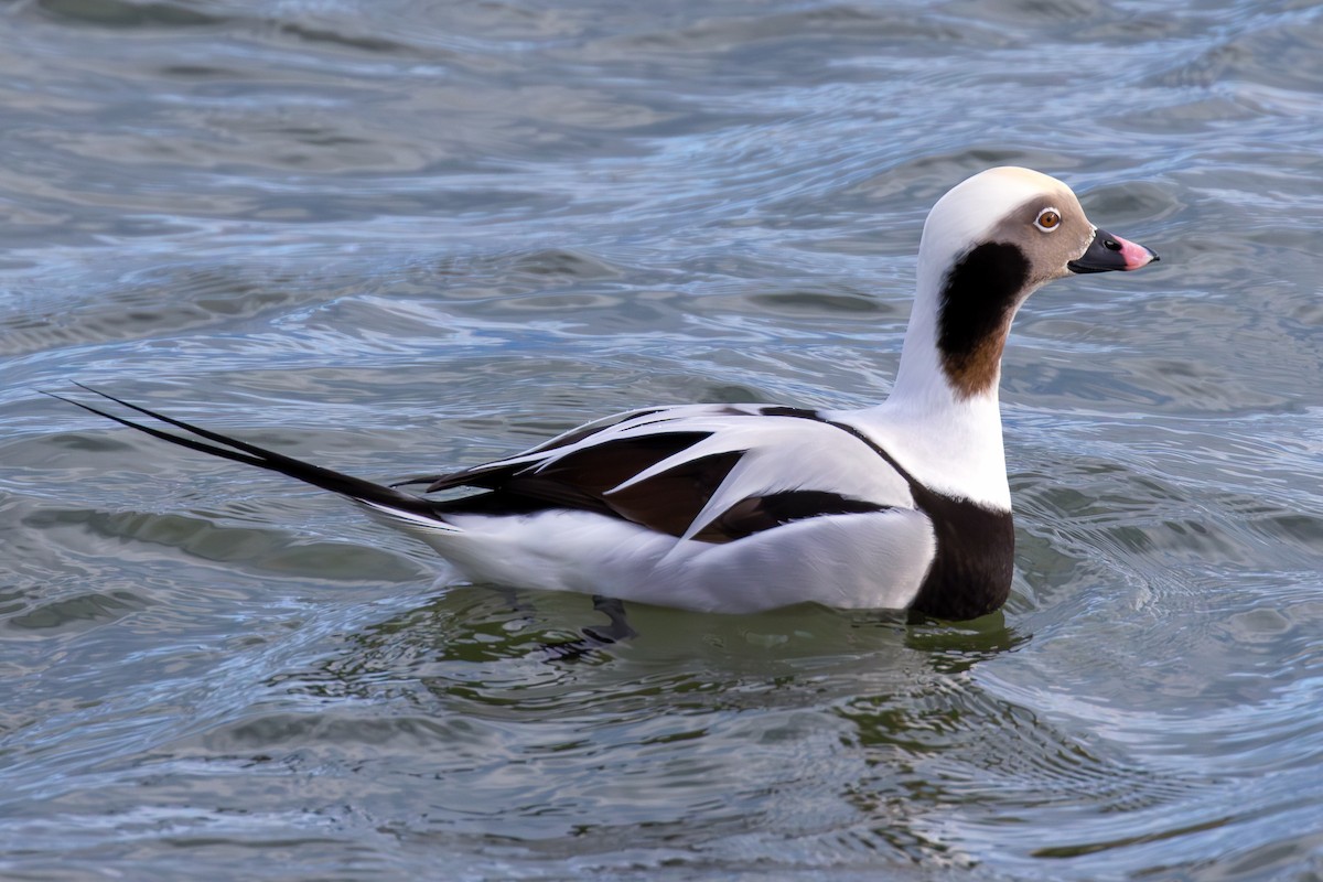 Long-tailed Duck - ML645373005