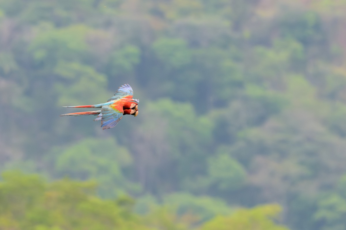 紅綠金剛鸚鵡 - ML645373006