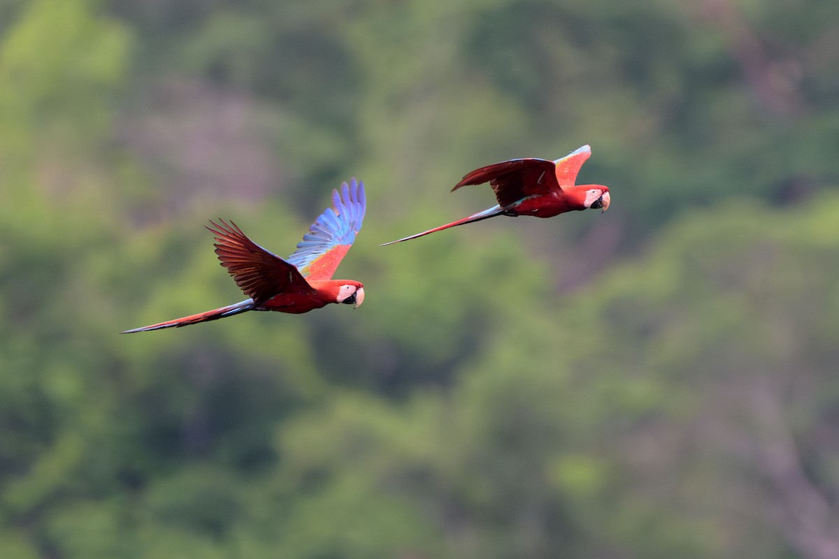 紅綠金剛鸚鵡 - ML645373007