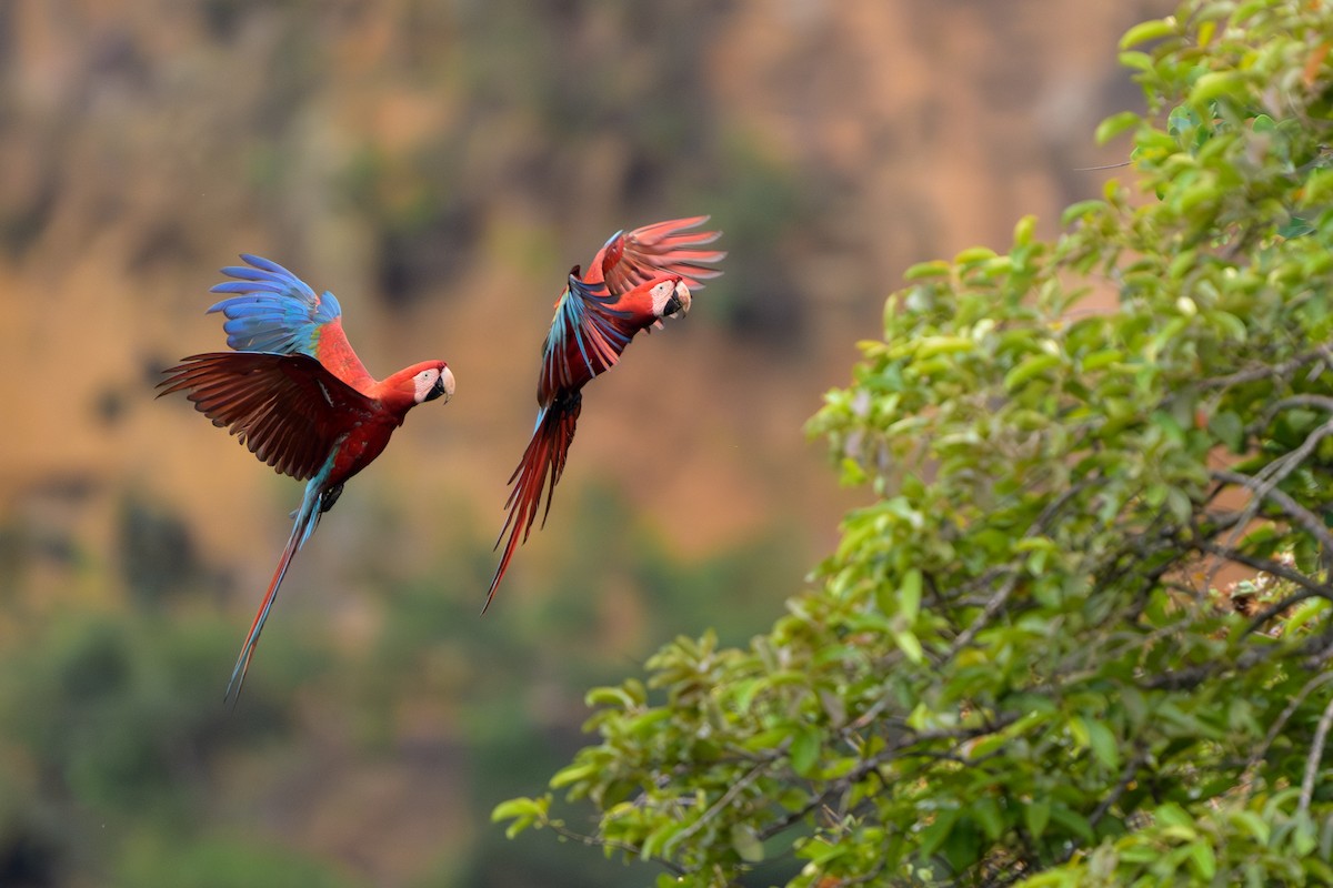 紅綠金剛鸚鵡 - ML645373008