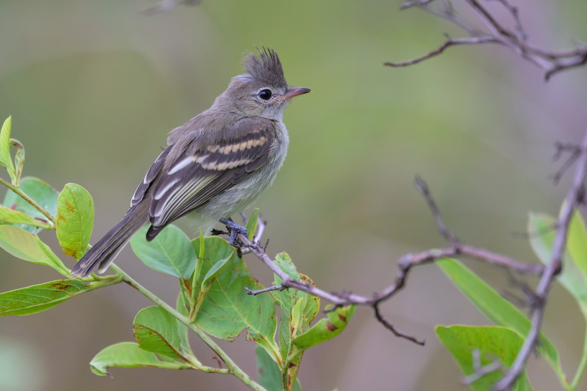 Желтобрюхая эления - ML645373010
