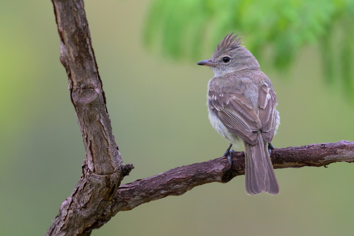 Желтобрюхая эления - ML645373011