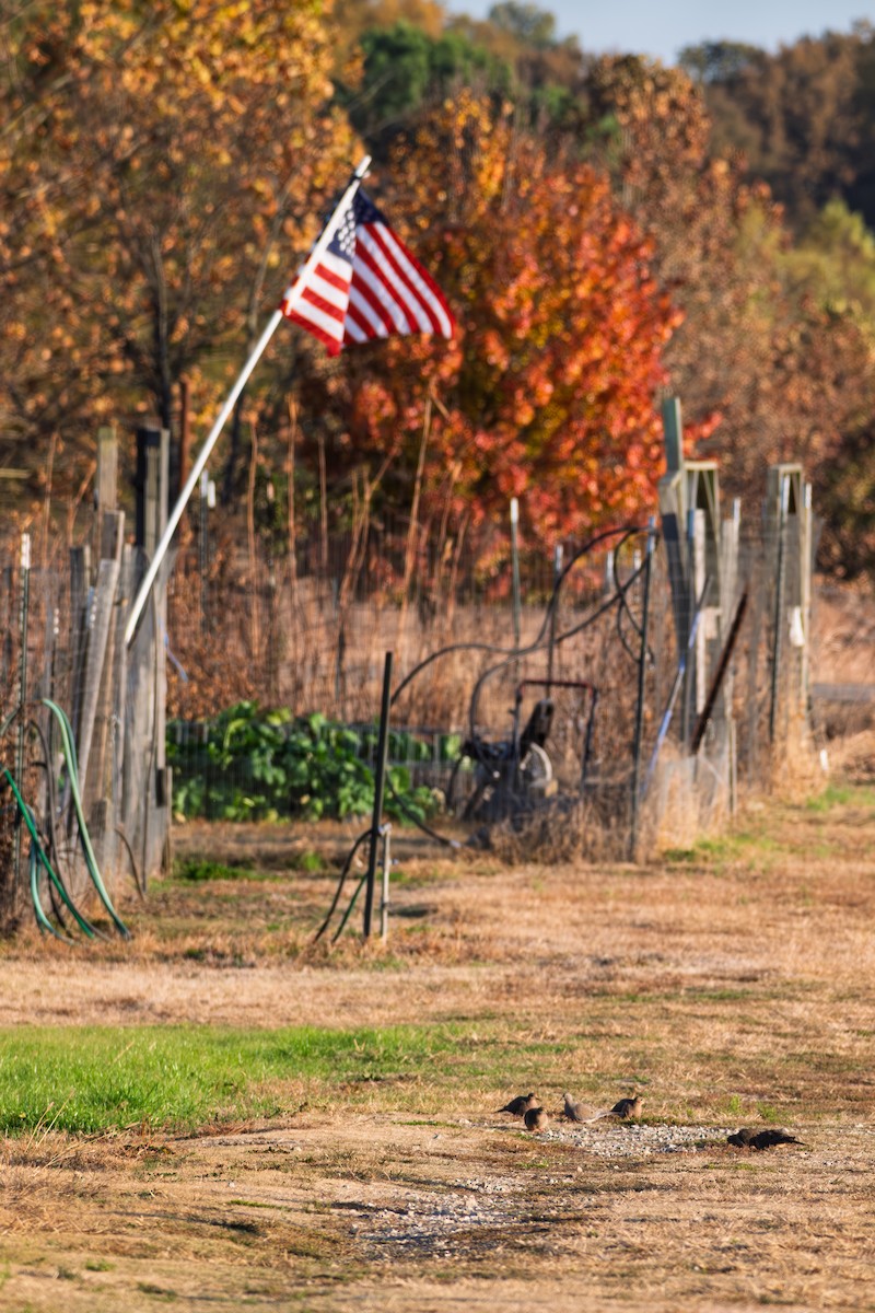 Mourning Dove - ML645373020