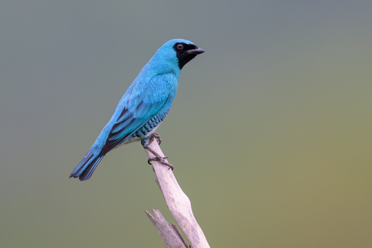 Swallow Tanager - ML645373021