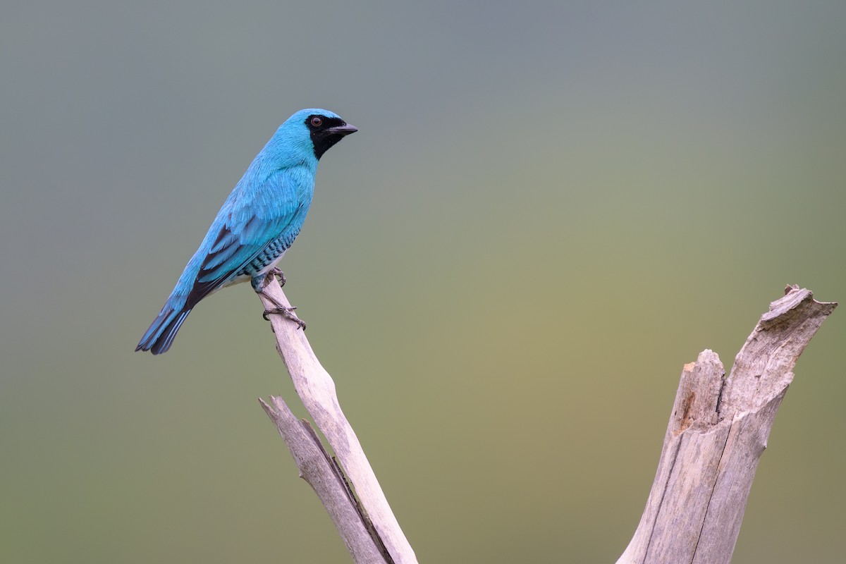 Swallow Tanager - ML645373022