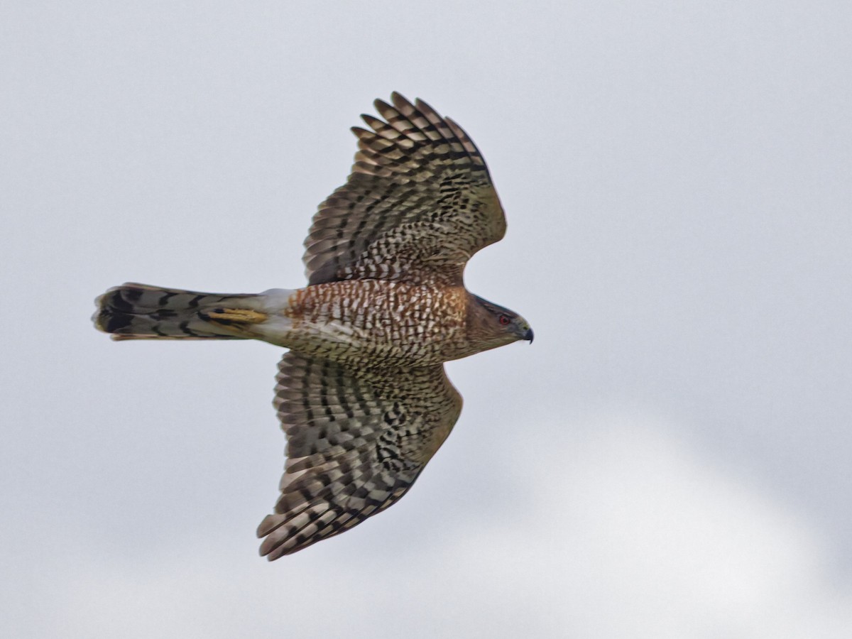 Яструб чорноголовий - ML645373028