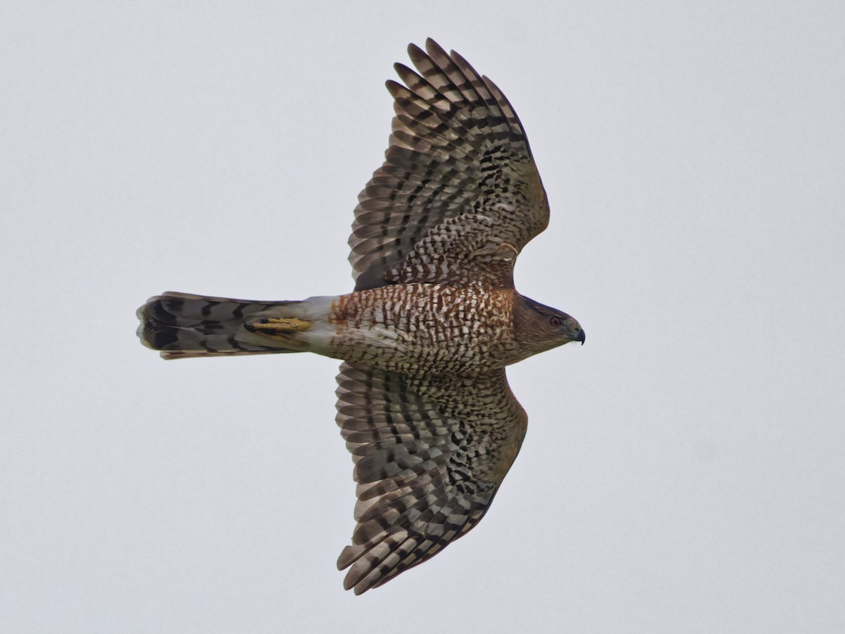 Яструб чорноголовий - ML645373029