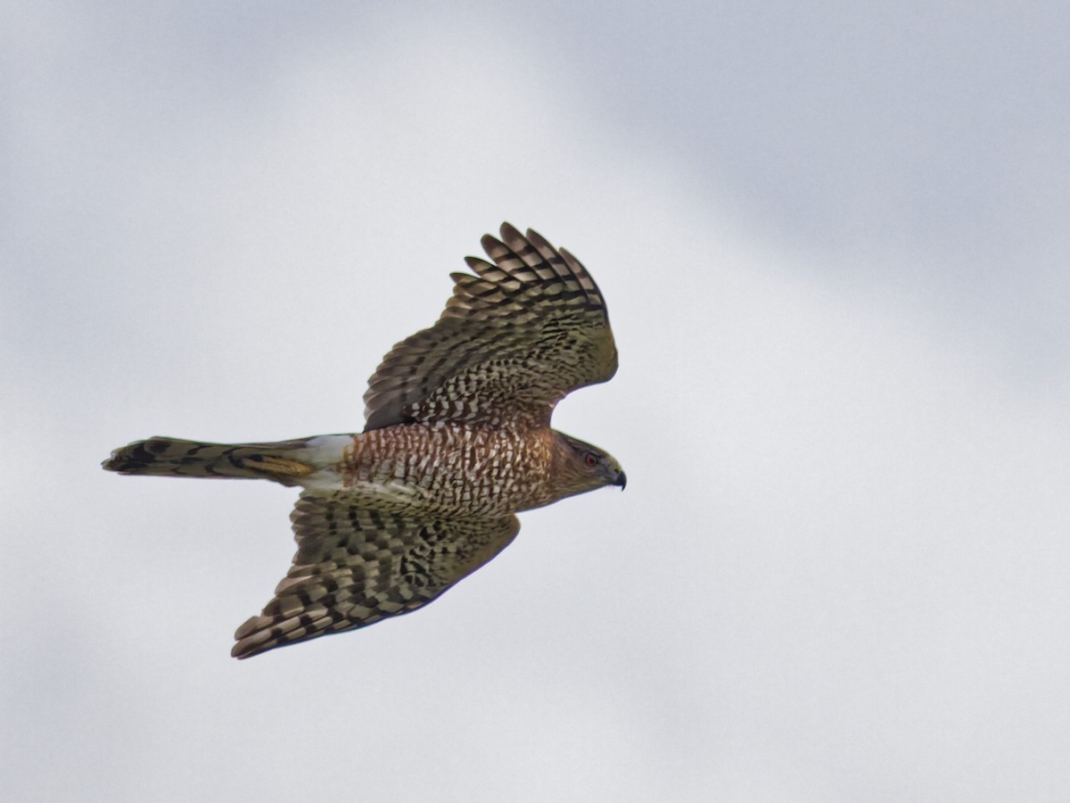 Яструб чорноголовий - ML645373030