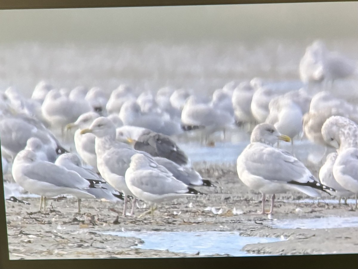 Grönland Martısı - ML645373033