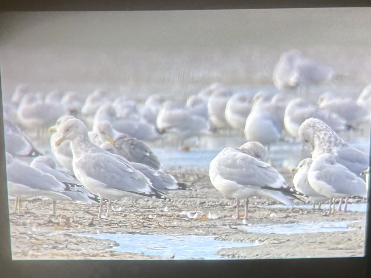 Grönland Martısı - ML645373034