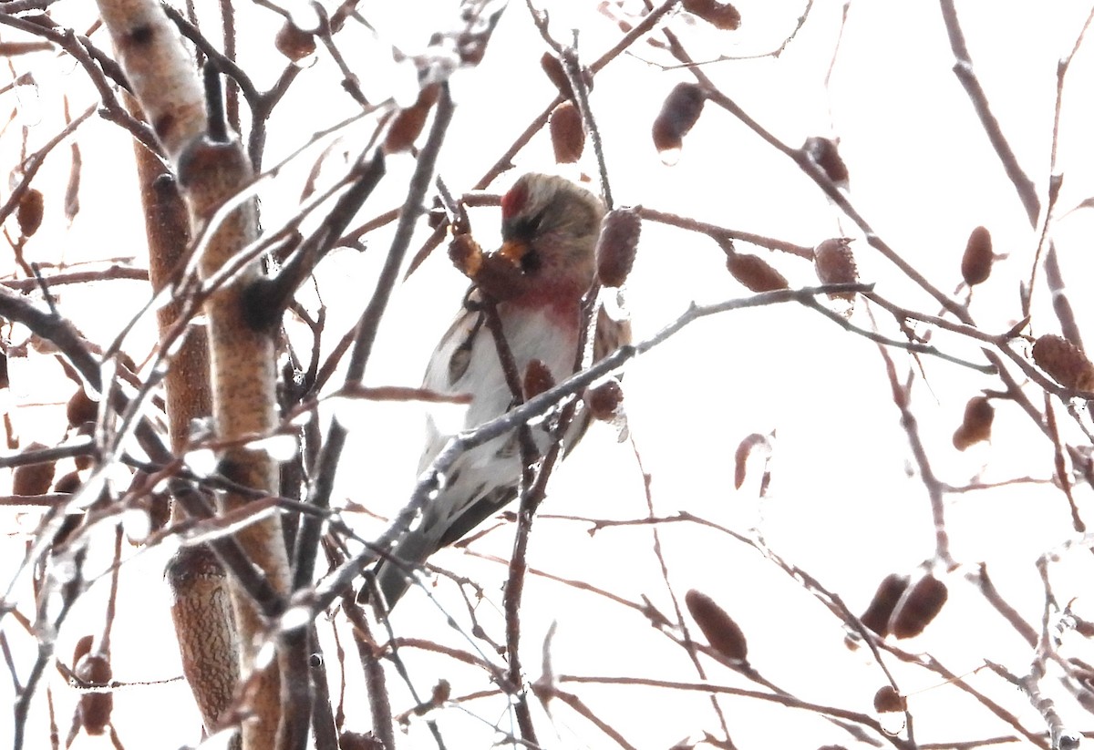 Redpoll - ML645373044