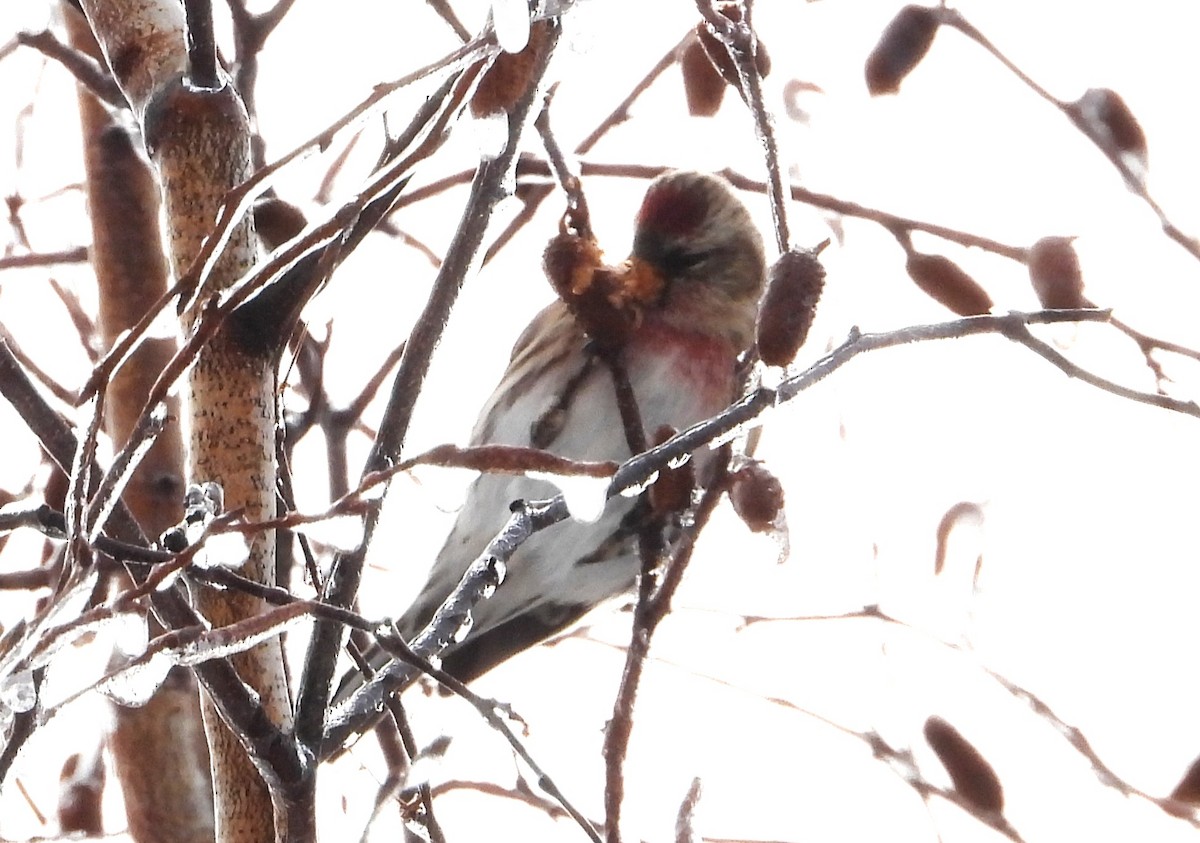 Redpoll - ML645373047