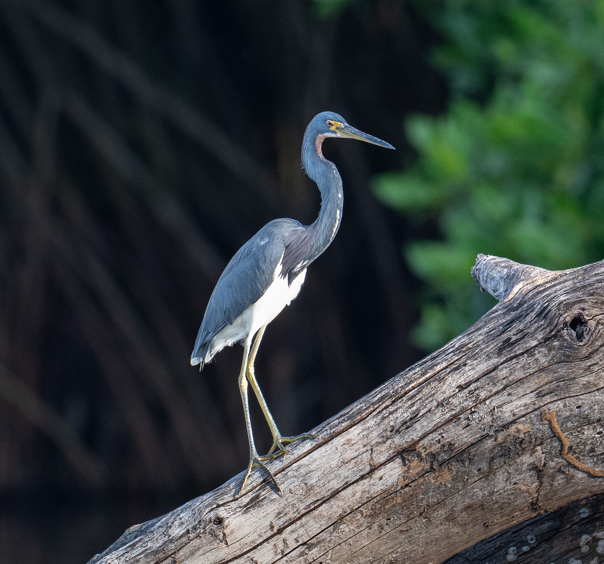 Tricolored Heron - ML645373051
