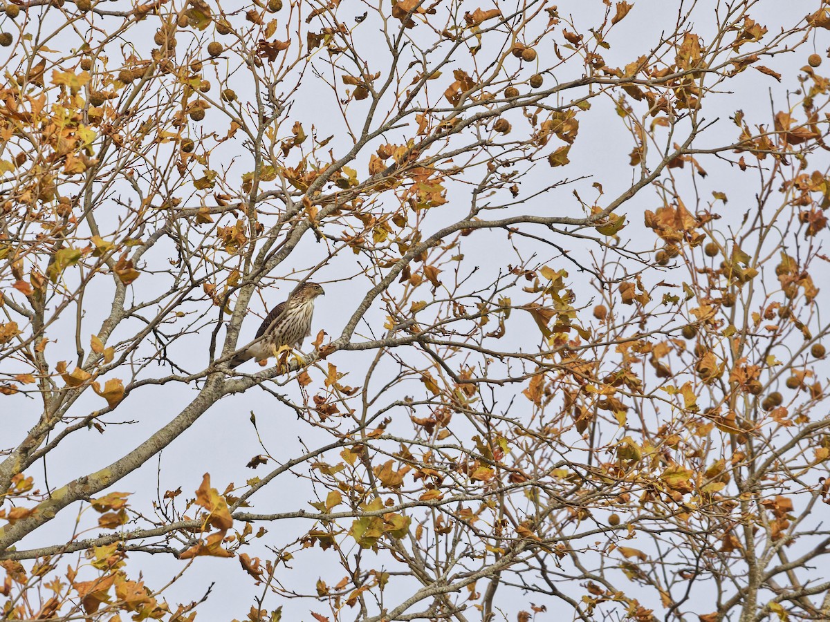 Яструб чорноголовий - ML645373054