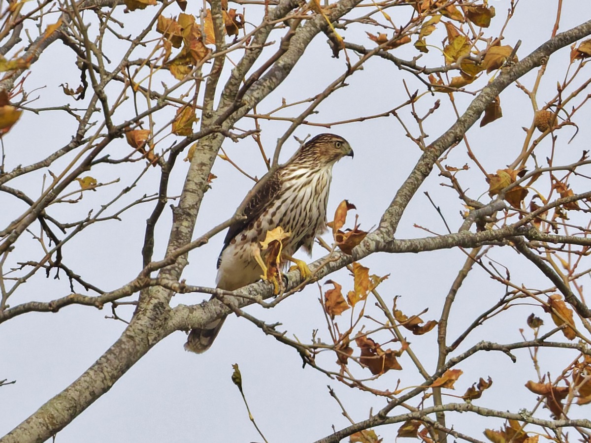 Яструб чорноголовий - ML645373055