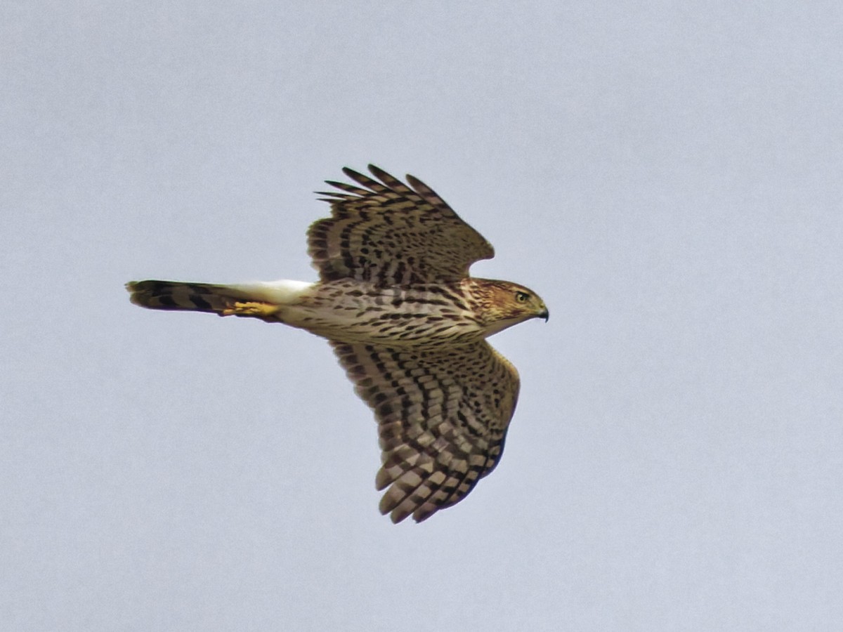 Яструб чорноголовий - ML645373057