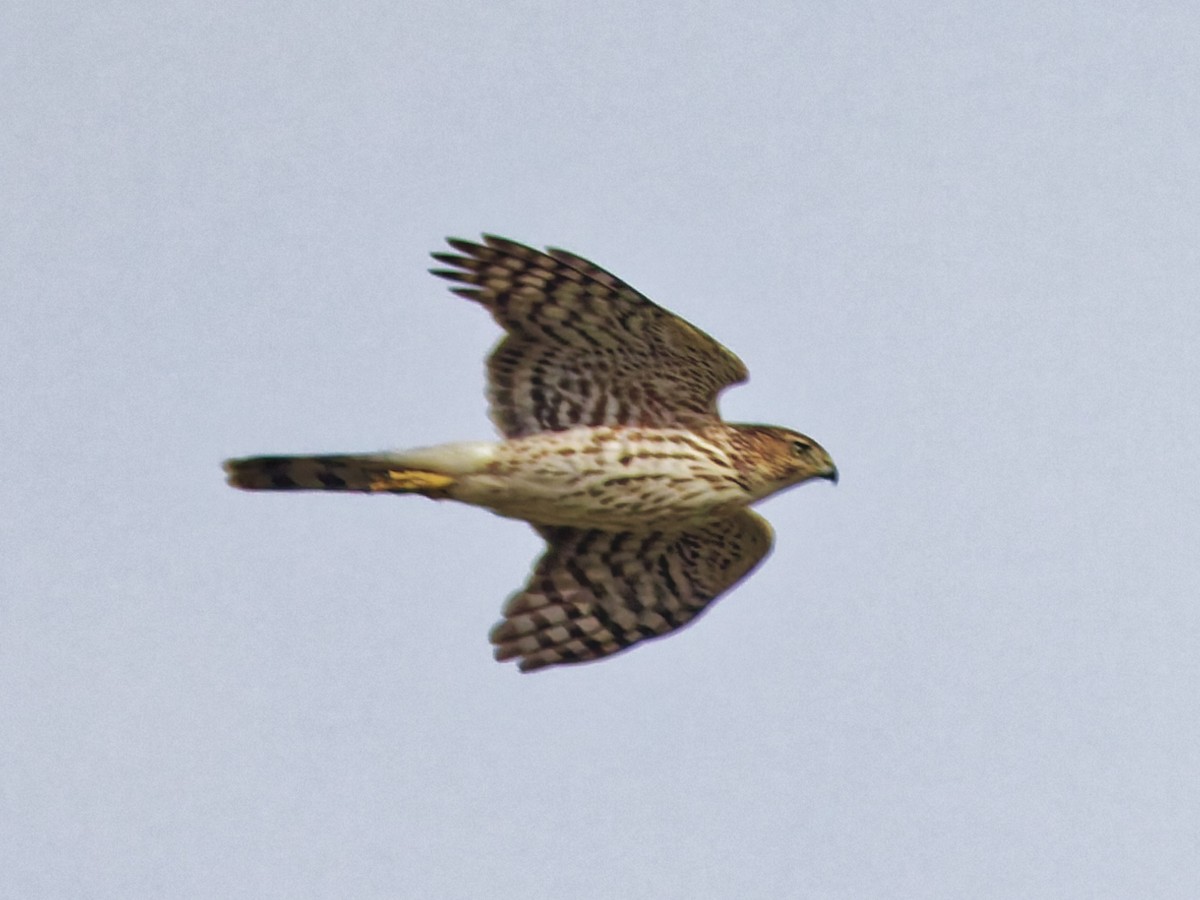 Яструб чорноголовий - ML645373058