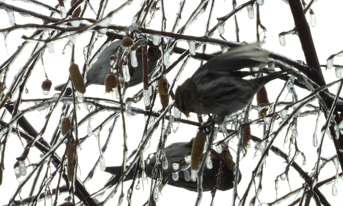 Redpoll - ML645373061