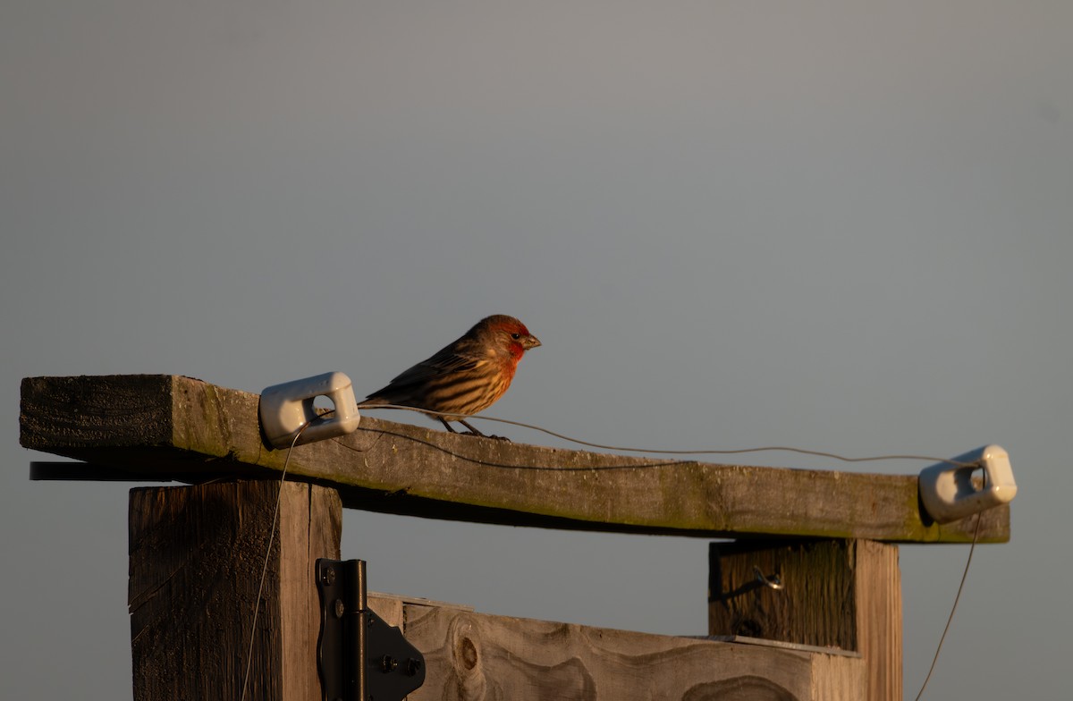 House Finch - ML645373063