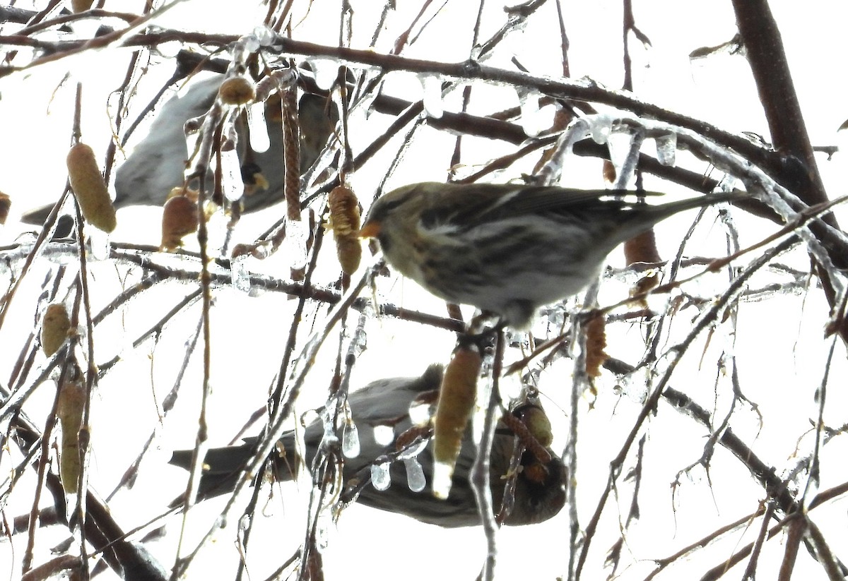 Redpoll - ML645373066