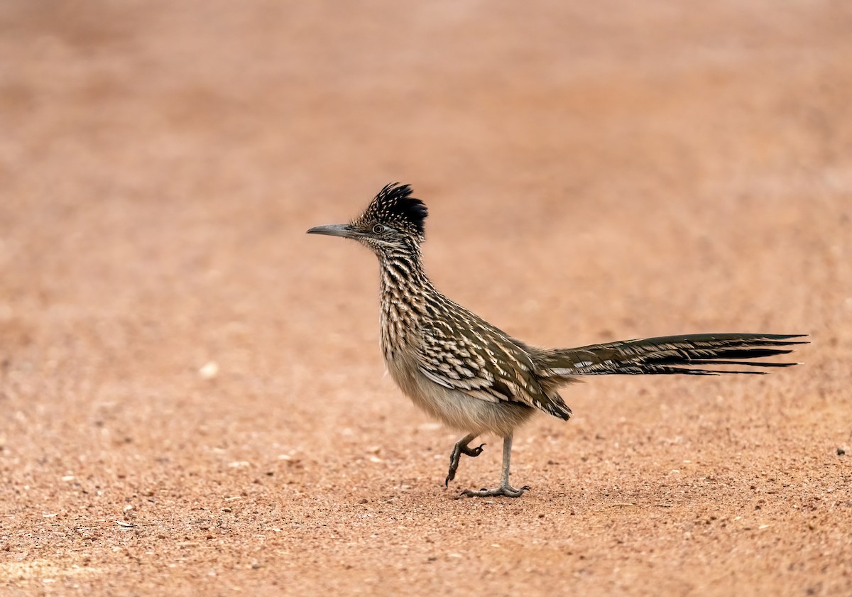 Greater Roadrunner - ML645373074