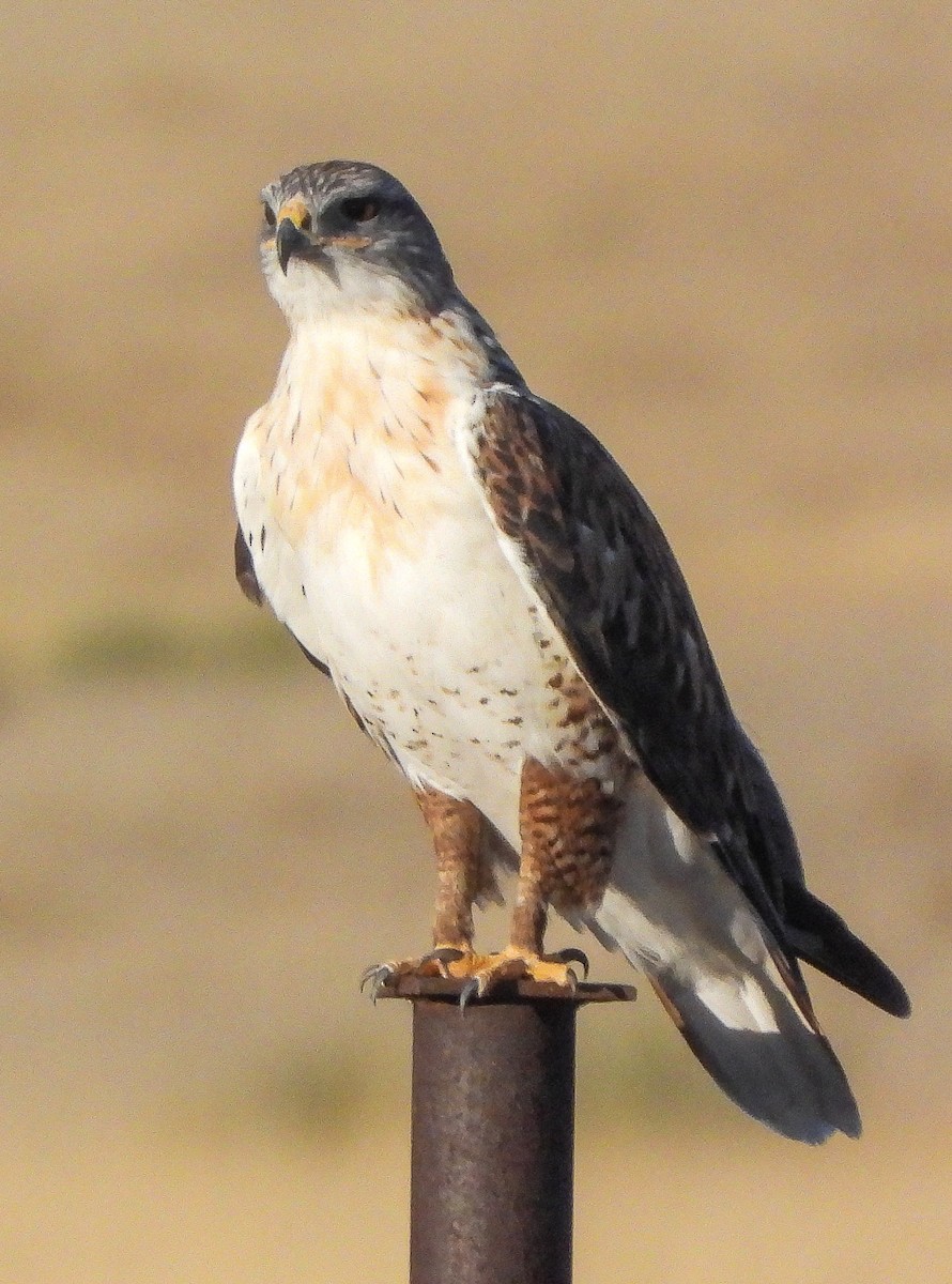 Ferruginous Hawk - ML645373075