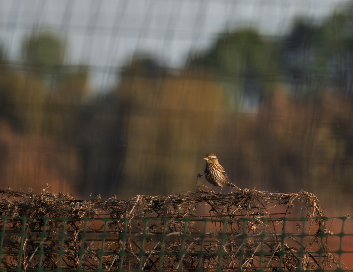 Red-winged Blackbird - ML645373077