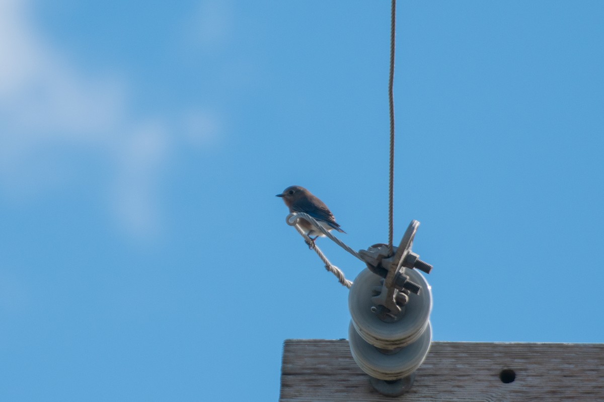 salašník modrý - ML645373080