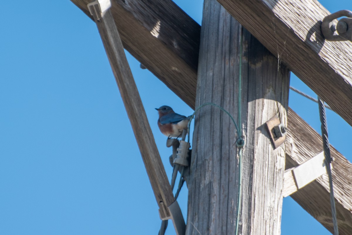 salašník modrý - ML645373081