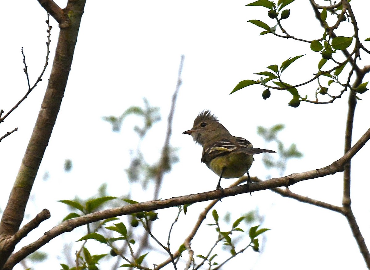 Желтобрюхая эления - ML645373087