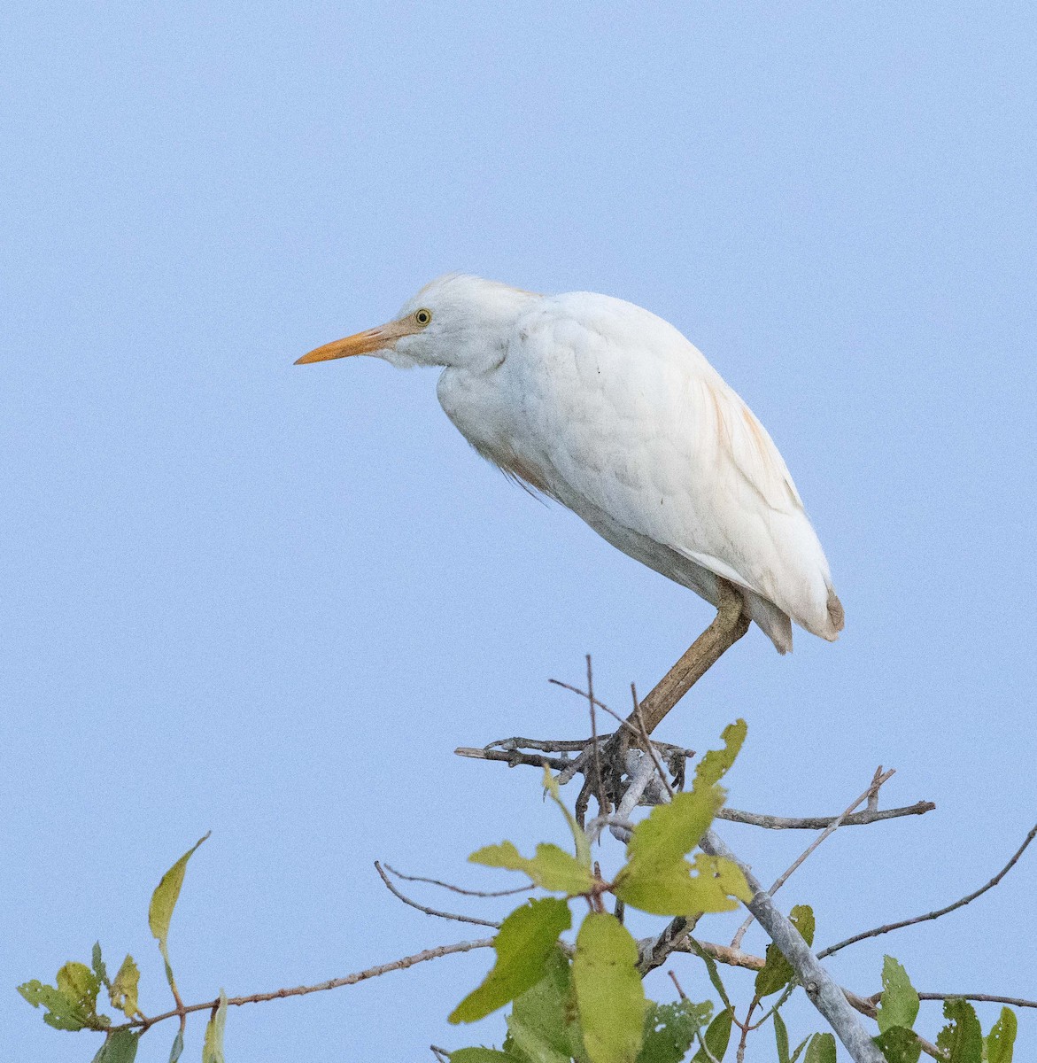 Western Cattle-Egret - ML645373091
